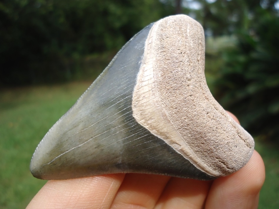 Large image 4 Beautifully Colorful Bone Valley Megalodon Shark Tooth