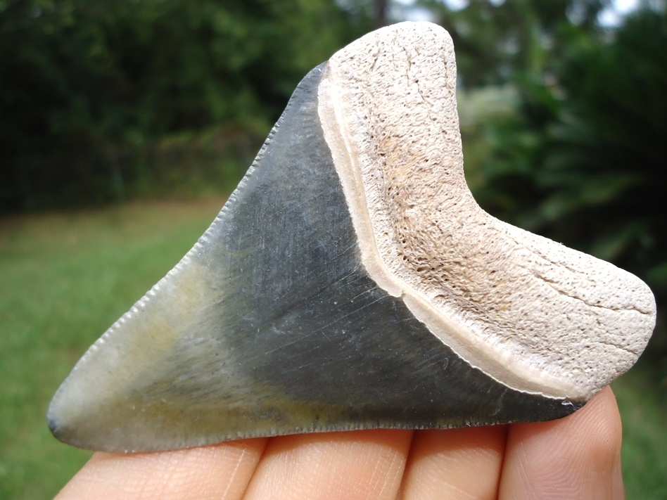 Large image 5 Beautifully Colorful Bone Valley Megalodon Shark Tooth