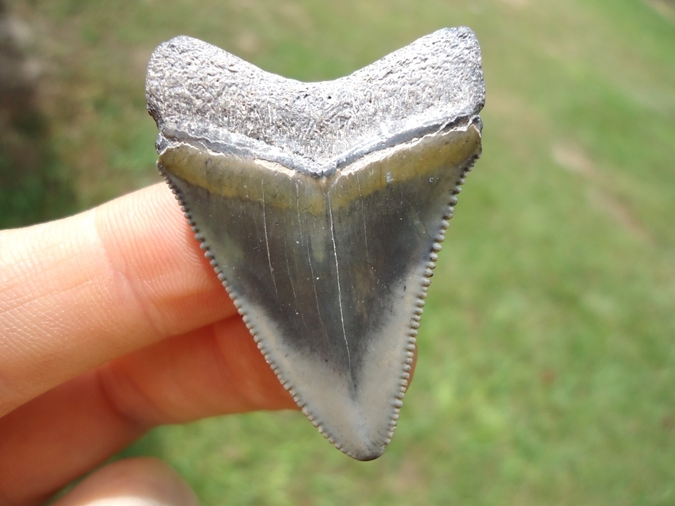 Large image 1 Sweet Bone Valley Hubbell Megalodon Shark Tooth