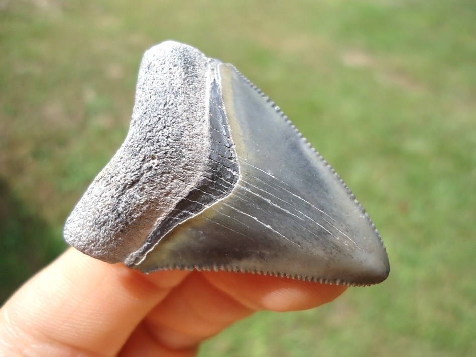 Large image 2 Sweet Bone Valley Hubbell Megalodon Shark Tooth