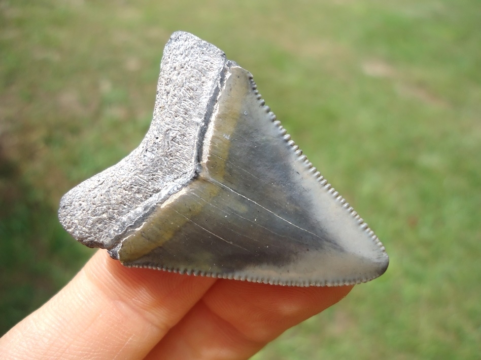 Large image 3 Sweet Bone Valley Hubbell Megalodon Shark Tooth
