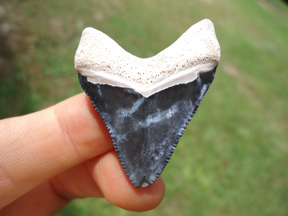 Large image 1 Classic Bone Valley Hubbell Megalodon Shark Tooth