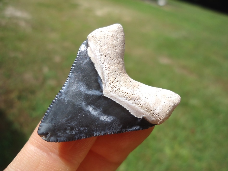 Large image 5 Classic Bone Valley Hubbell Megalodon Shark Tooth