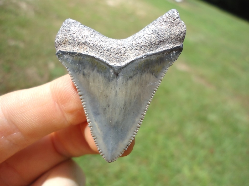 Large image 1 Sweet Little Bone Valley Megalodon Shark Tooth