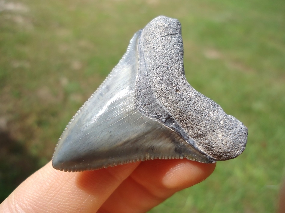 Large image 2 Sweet Little Bone Valley Megalodon Shark Tooth