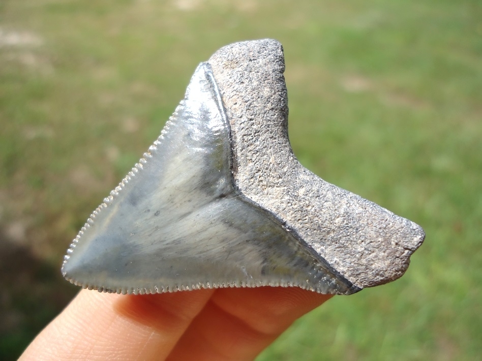 Large image 3 Sweet Little Bone Valley Megalodon Shark Tooth