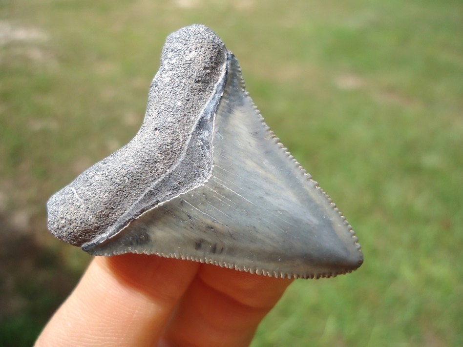 Large image 4 Sweet Little Bone Valley Megalodon Shark Tooth