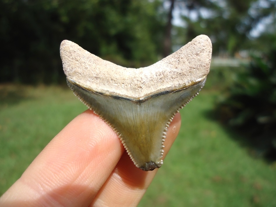 Large image 1 Sweet Green Bone Valley Megalodon Posterior Tooth
