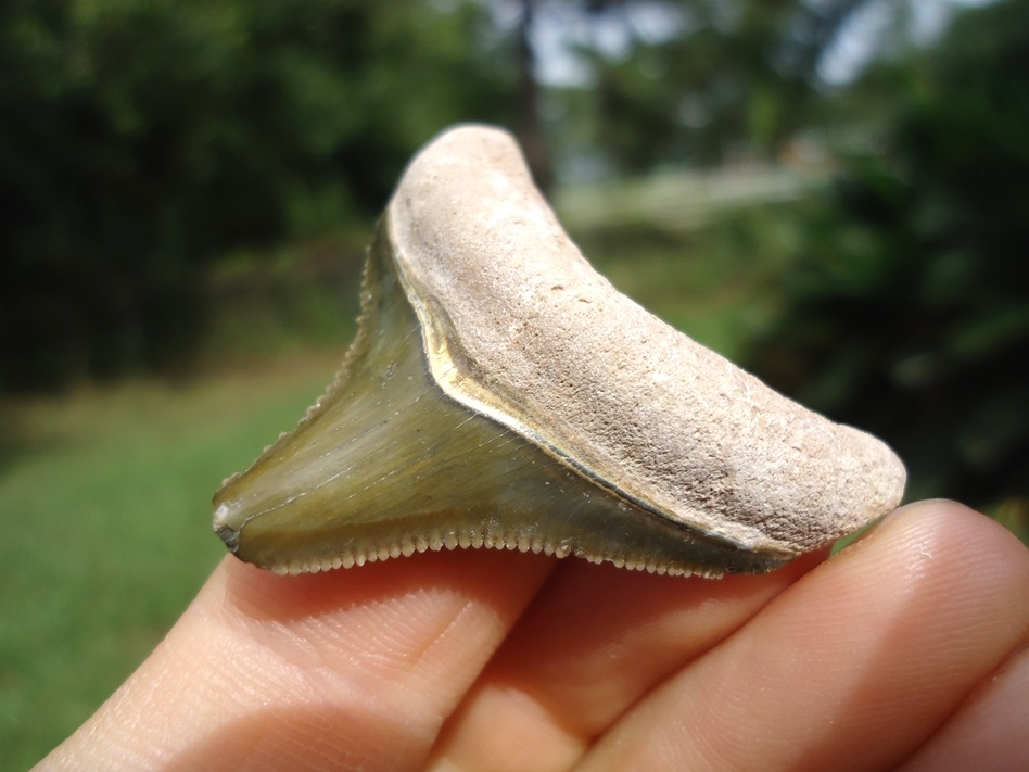 Large image 2 Sweet Green Bone Valley Megalodon Posterior Tooth