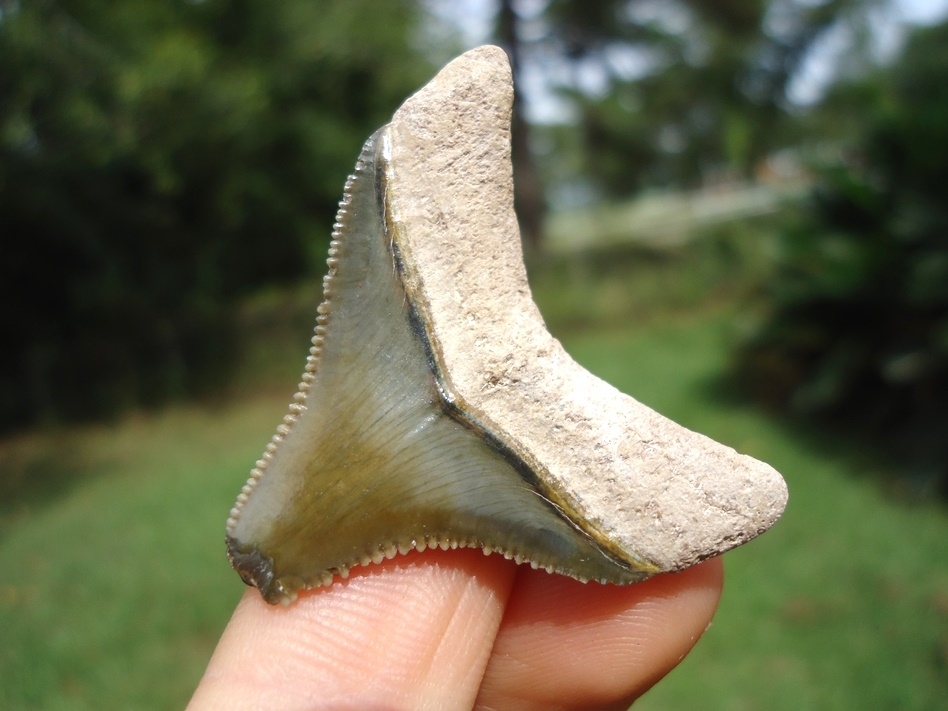 Large image 3 Sweet Green Bone Valley Megalodon Posterior Tooth