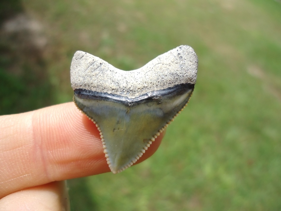 Large image 1 World Class Juvenile Megalodon Shark Tooth from Bone Valley