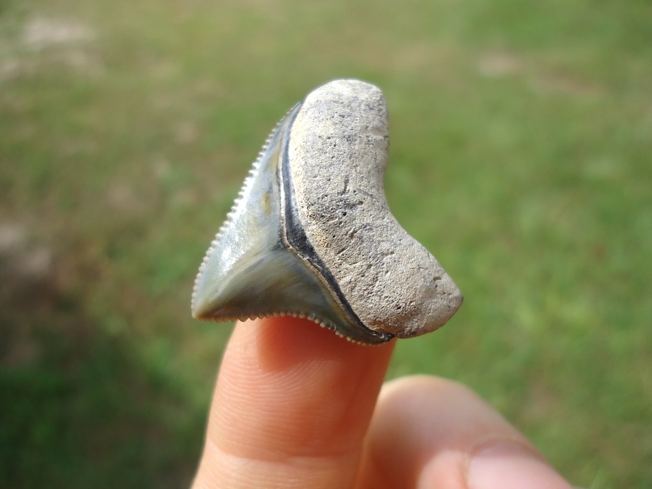 Large image 2 World Class Juvenile Megalodon Shark Tooth from Bone Valley