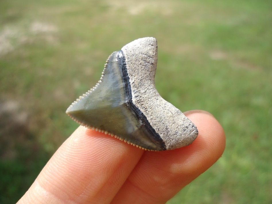 Large image 3 World Class Juvenile Megalodon Shark Tooth from Bone Valley