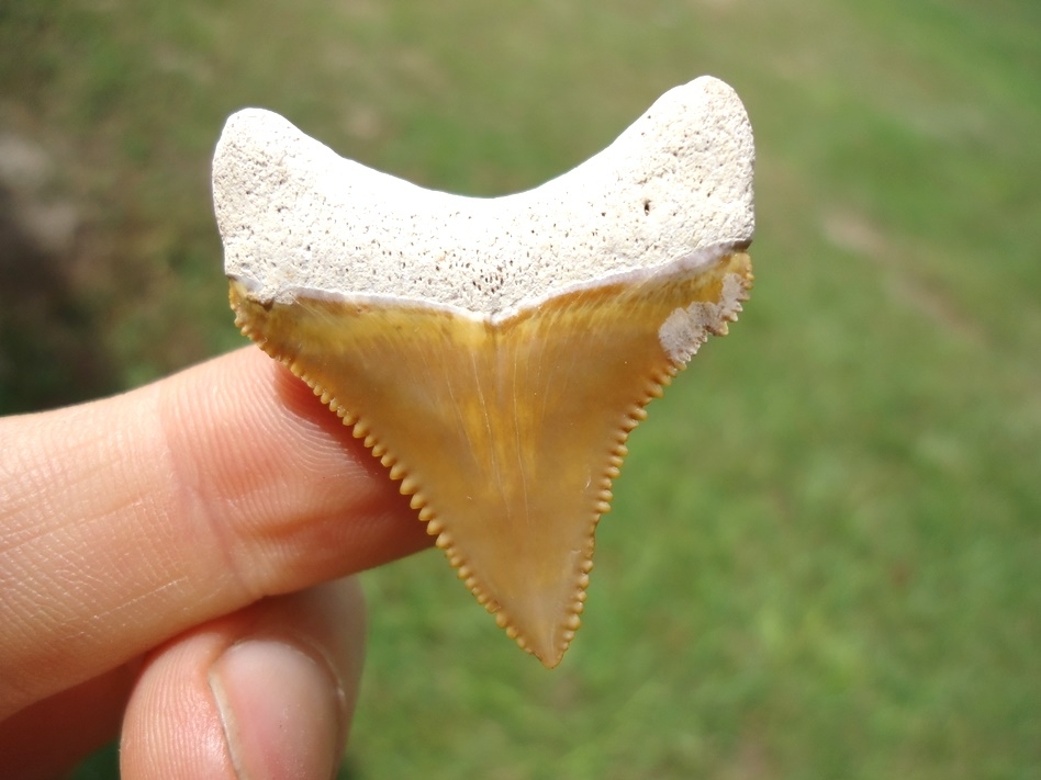 Large image 1 Beautiful Mustard Yellow Bone Valley Megalodon Shark Tooth