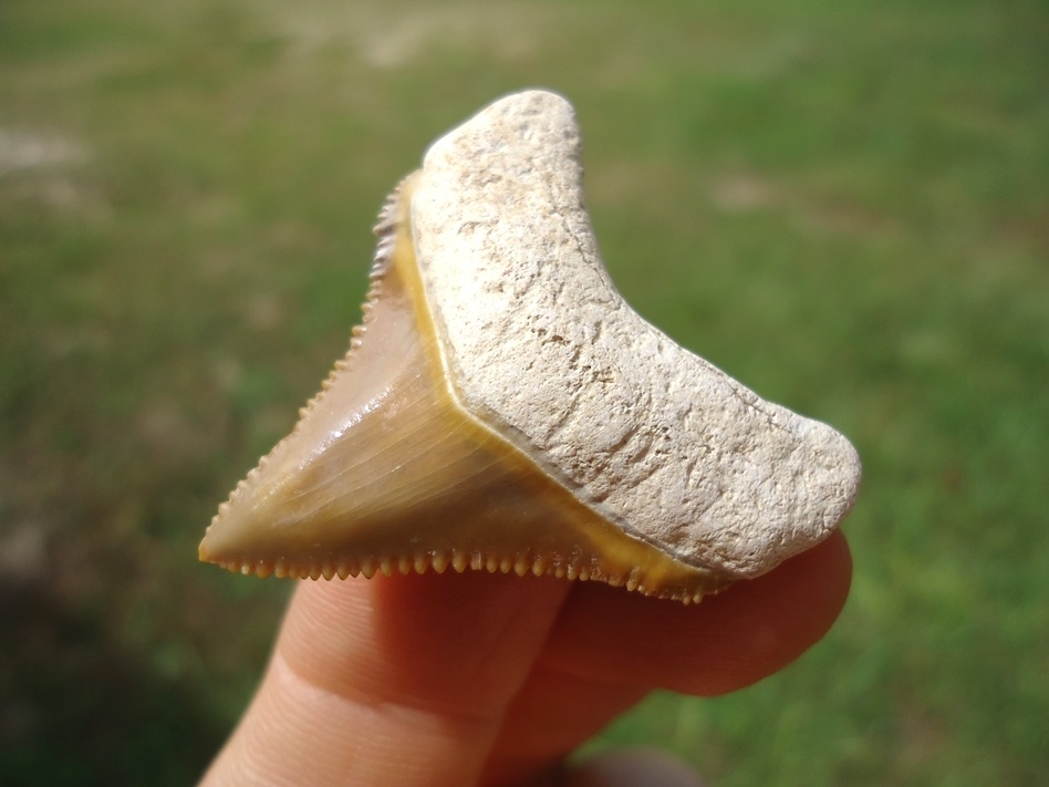 Large image 2 Beautiful Mustard Yellow Bone Valley Megalodon Shark Tooth