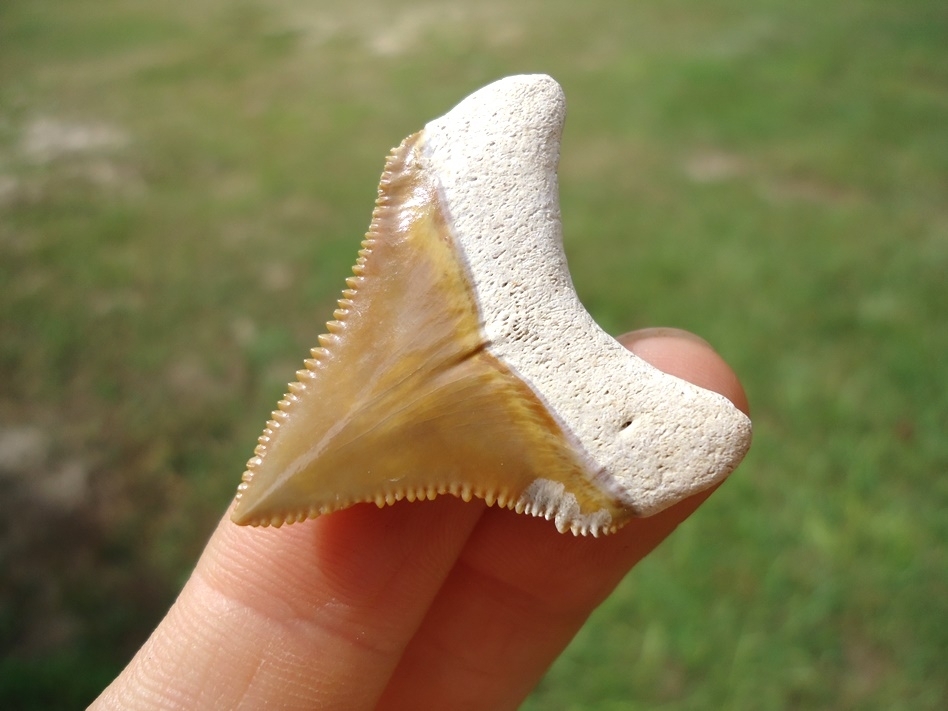 Large image 3 Beautiful Mustard Yellow Bone Valley Megalodon Shark Tooth