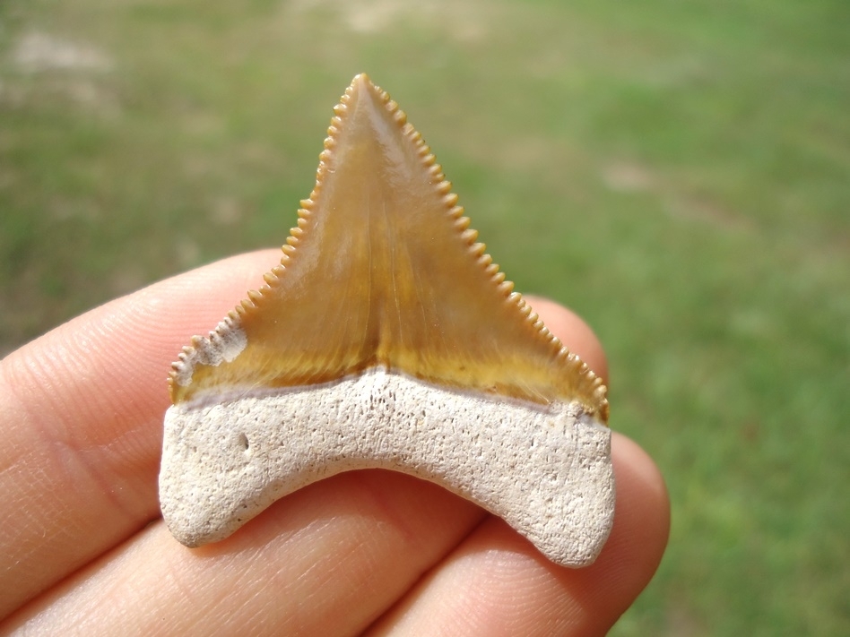 Large image 4 Beautiful Mustard Yellow Bone Valley Megalodon Shark Tooth