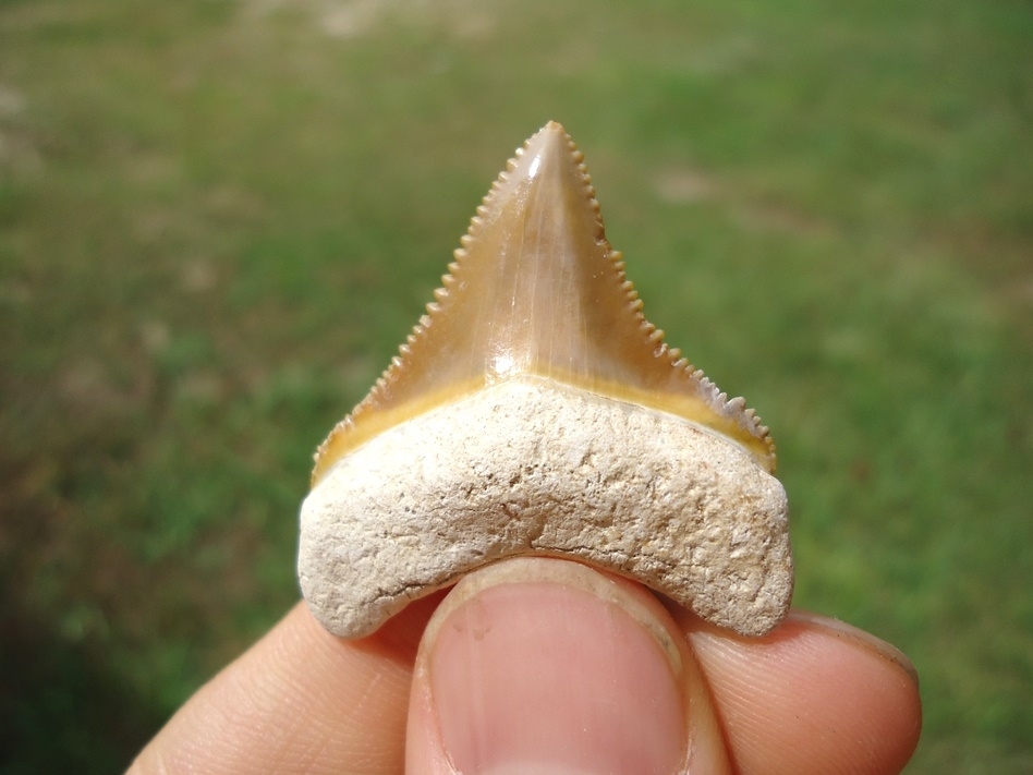 Large image 5 Beautiful Mustard Yellow Bone Valley Megalodon Shark Tooth