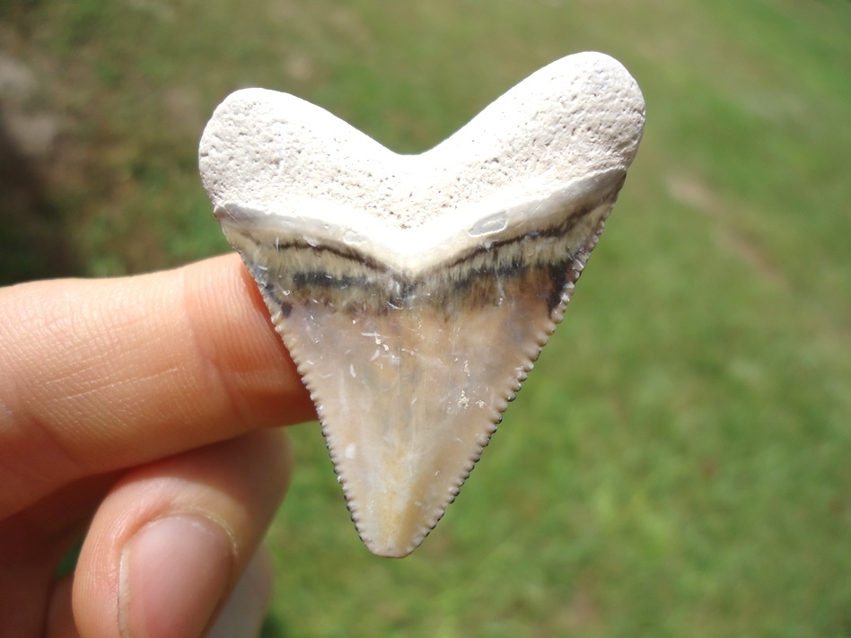 Large image 1 Attractive Bone Valley Hubbell Megalodon Shark Tooth