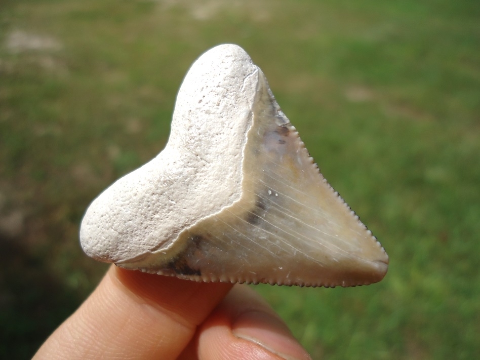 Large image 2 Attractive Bone Valley Hubbell Megalodon Shark Tooth