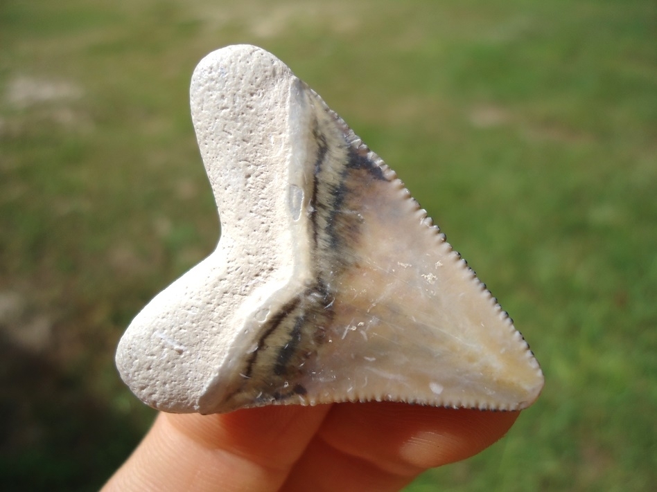 Large image 3 Attractive Bone Valley Hubbell Megalodon Shark Tooth