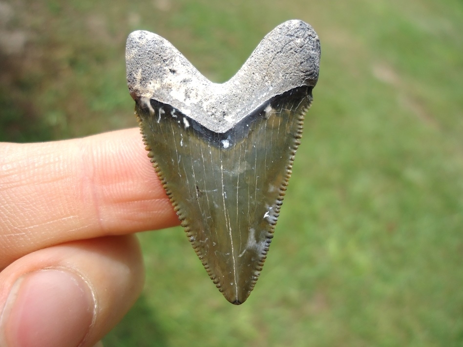 Large image 1 Super Star Bone Valley Hubbell Megalodon Shark Tooth