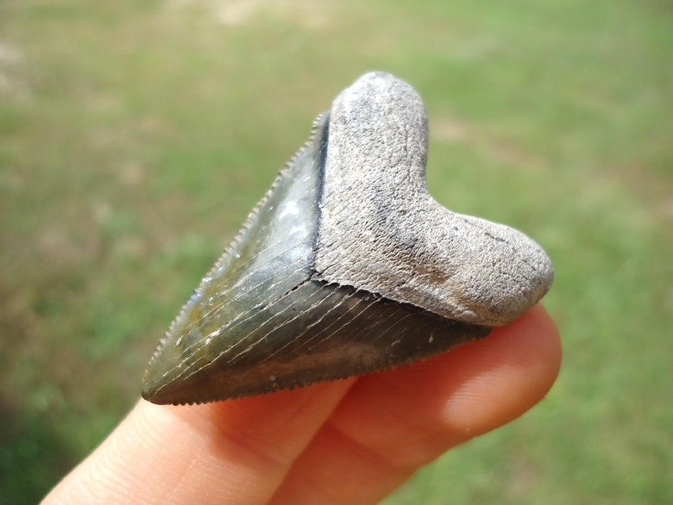 Large image 2 Super Star Bone Valley Hubbell Megalodon Shark Tooth