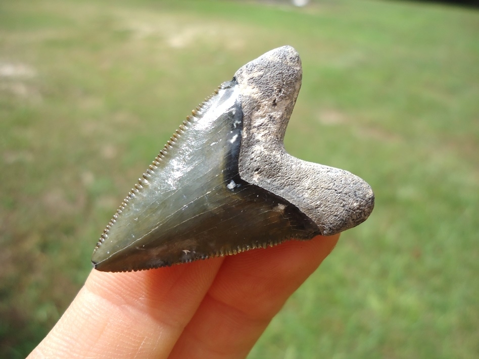 Large image 3 Super Star Bone Valley Hubbell Megalodon Shark Tooth