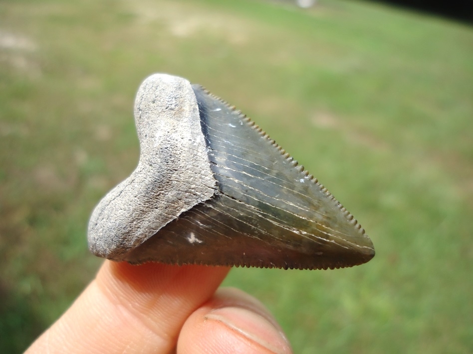 Large image 4 Super Star Bone Valley Hubbell Megalodon Shark Tooth