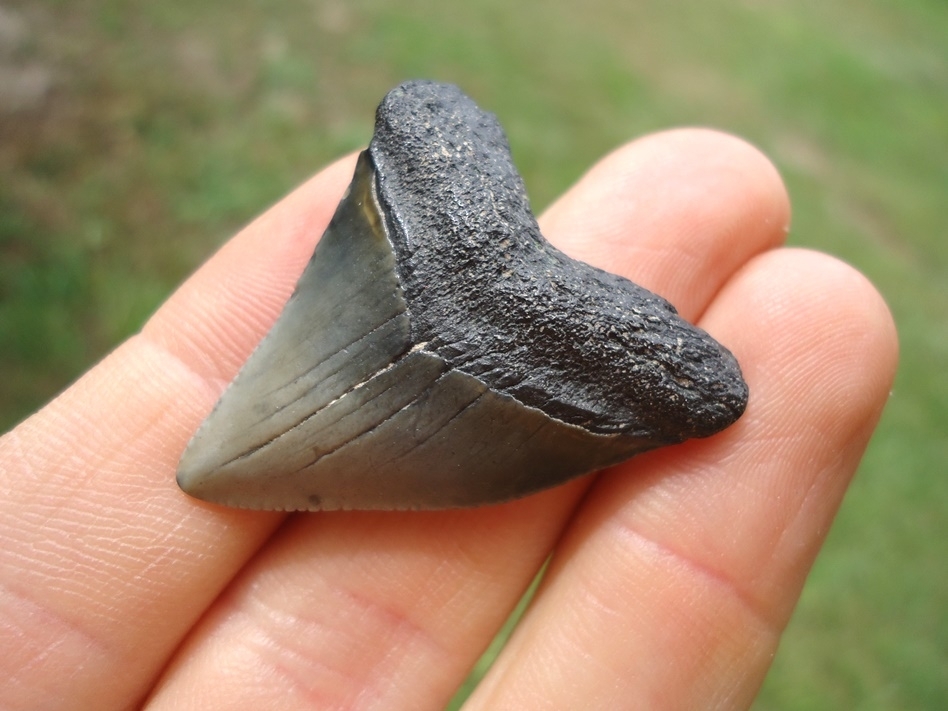 Large image 2 Bargain Hubbell Megalodon Shark Tooth