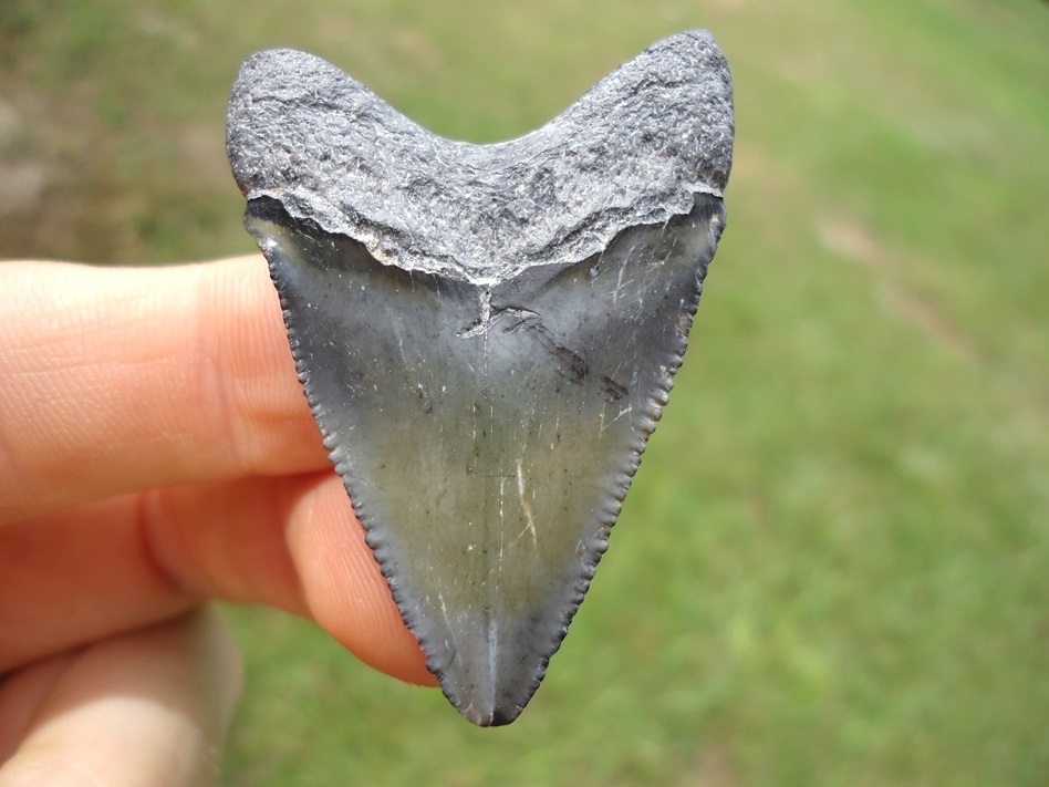 Large image 1 Really Sweet Hubbell Megalodon Shark Tooth