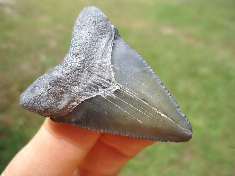 Large image 2 Really Sweet Hubbell Megalodon Shark Tooth