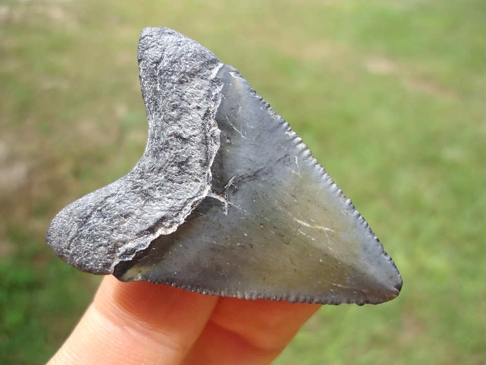 Large image 3 Really Sweet Hubbell Megalodon Shark Tooth