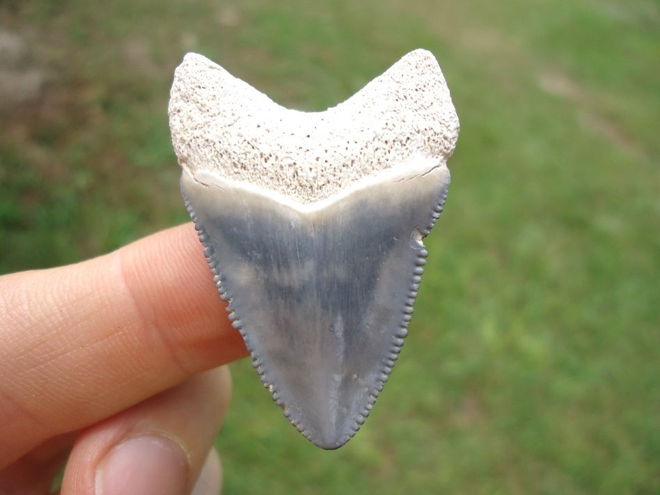 Large image 1 Classic Baby Blue Bone Valley Megalodon Shark Tooth