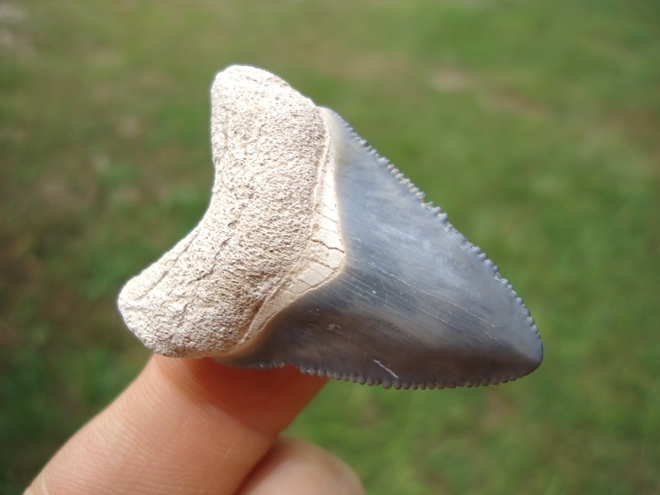 Large image 2 Classic Baby Blue Bone Valley Megalodon Shark Tooth