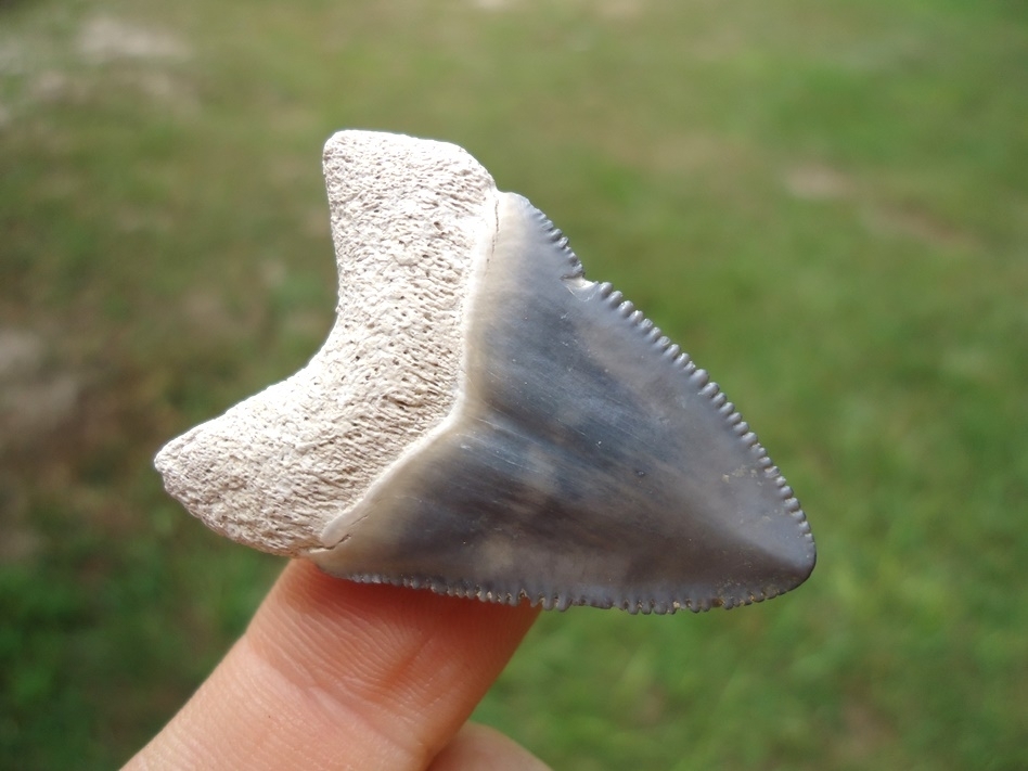 Large image 3 Classic Baby Blue Bone Valley Megalodon Shark Tooth