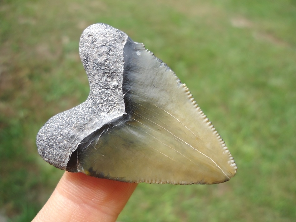 Large image 3 Bargain Bone Valley Hubble Megalodon Shark Tooth