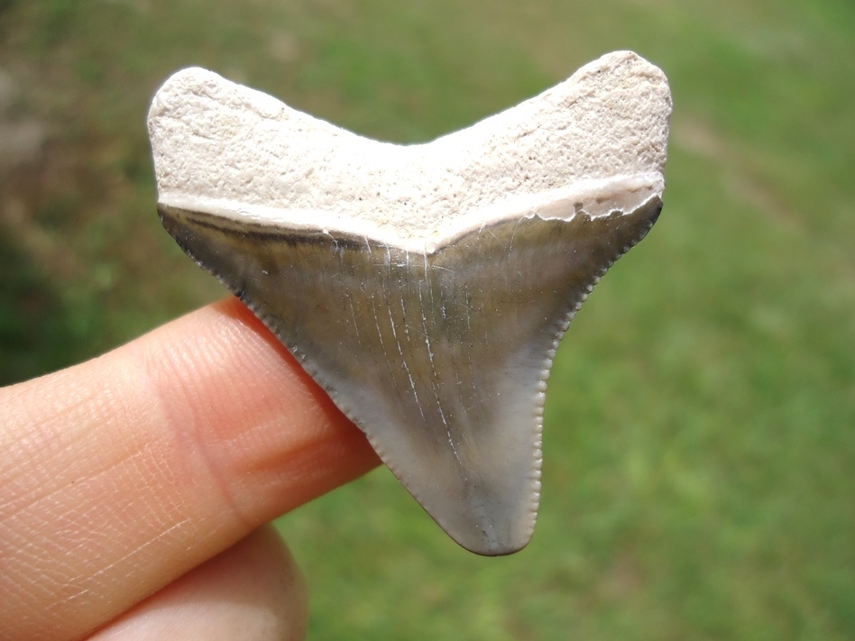 Large image 1 Sweet Posterior Bone Valley Megalodon Shark Tooth