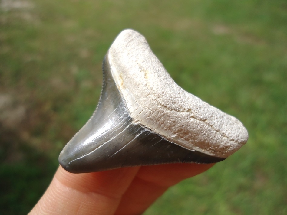 Large image 2 Sweet Posterior Bone Valley Megalodon Shark Tooth