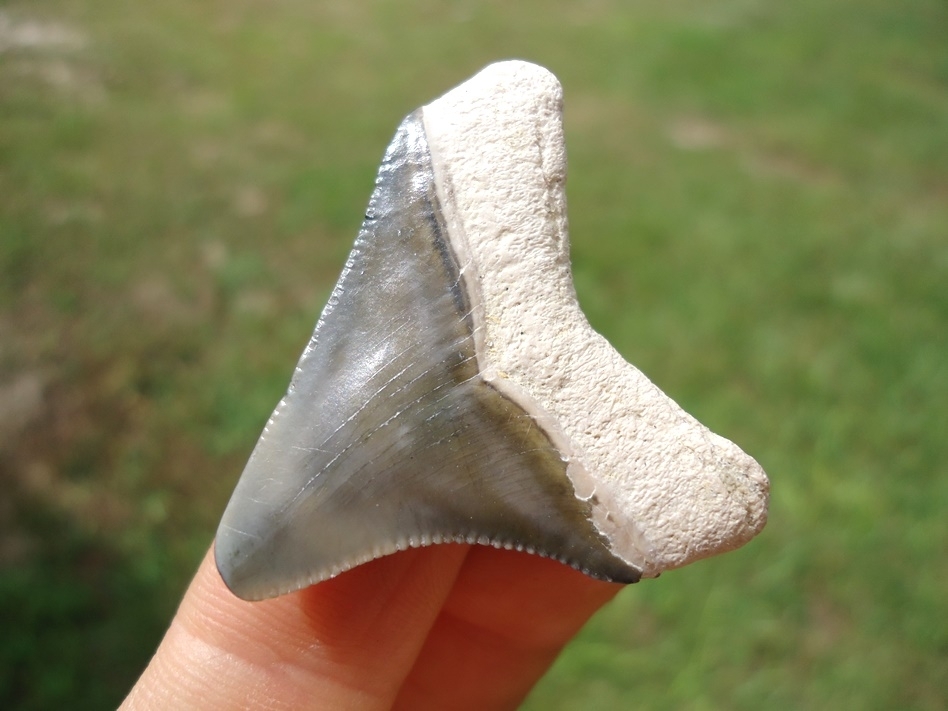Large image 3 Sweet Posterior Bone Valley Megalodon Shark Tooth