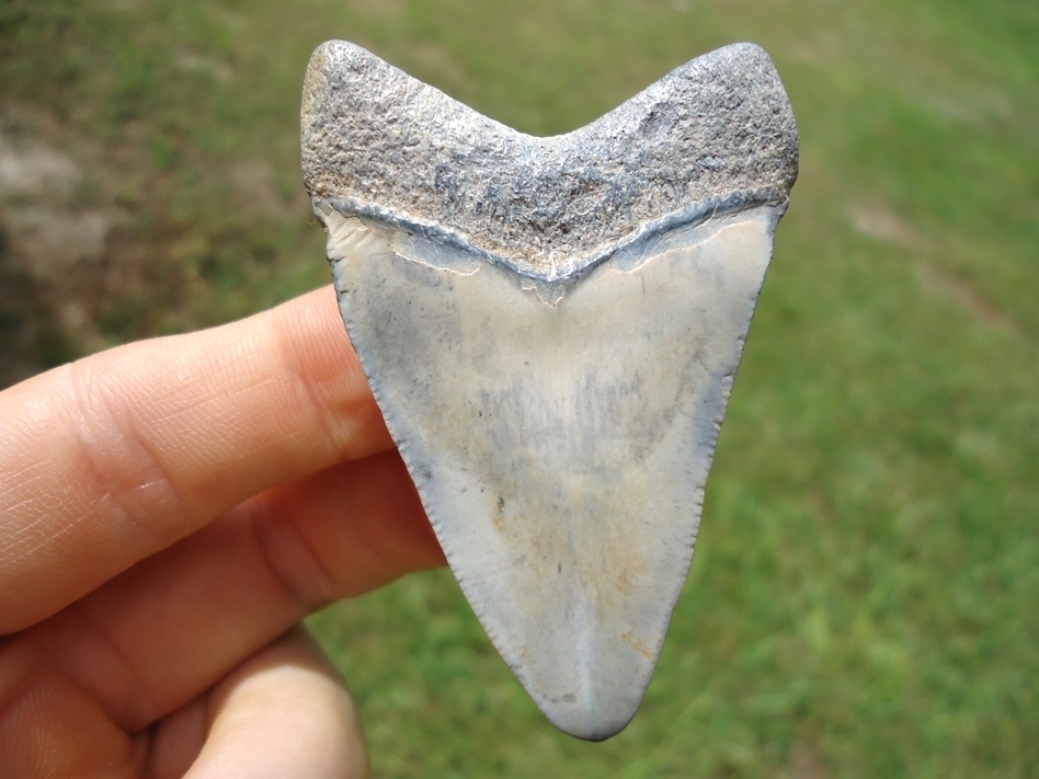 Large image 1 Baby Blue Megalodon Shark Tooth from Bone Valley