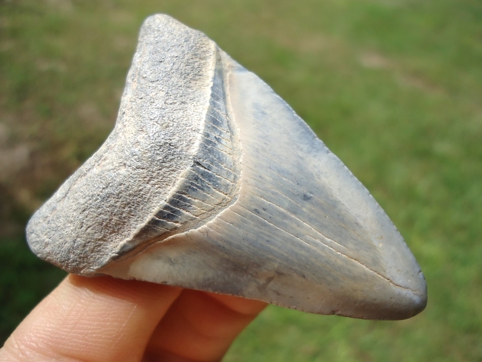 Large image 2 Baby Blue Megalodon Shark Tooth from Bone Valley