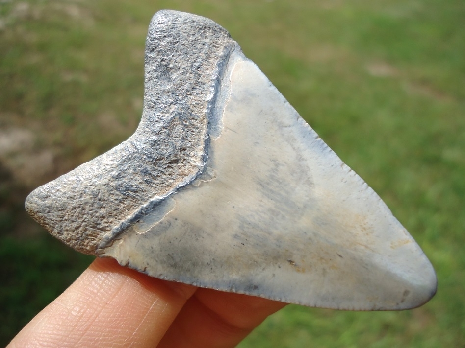 Large image 3 Baby Blue Megalodon Shark Tooth from Bone Valley