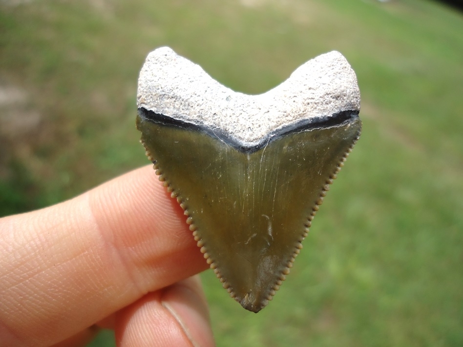 Large image 1 Stunning Green Bone Valley Megalodon Shark Tooth