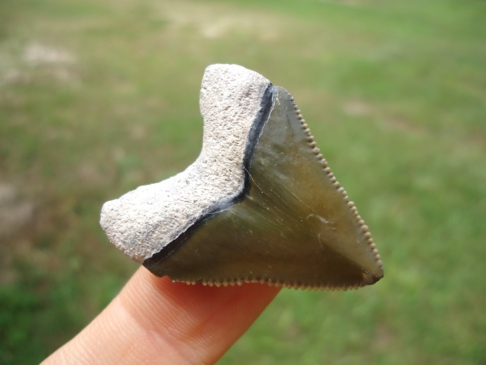 Large image 3 Stunning Green Bone Valley Megalodon Shark Tooth