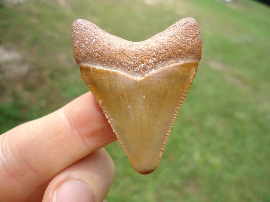 Large image 1 Attractive Tan Megalodon Shark Tooth