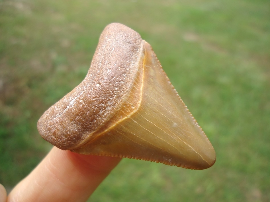 Large image 2 Attractive Tan Megalodon Shark Tooth
