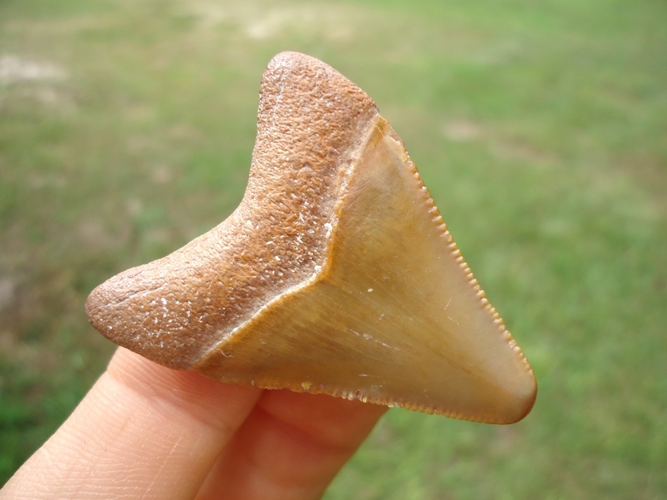 Large image 3 Attractive Tan Megalodon Shark Tooth
