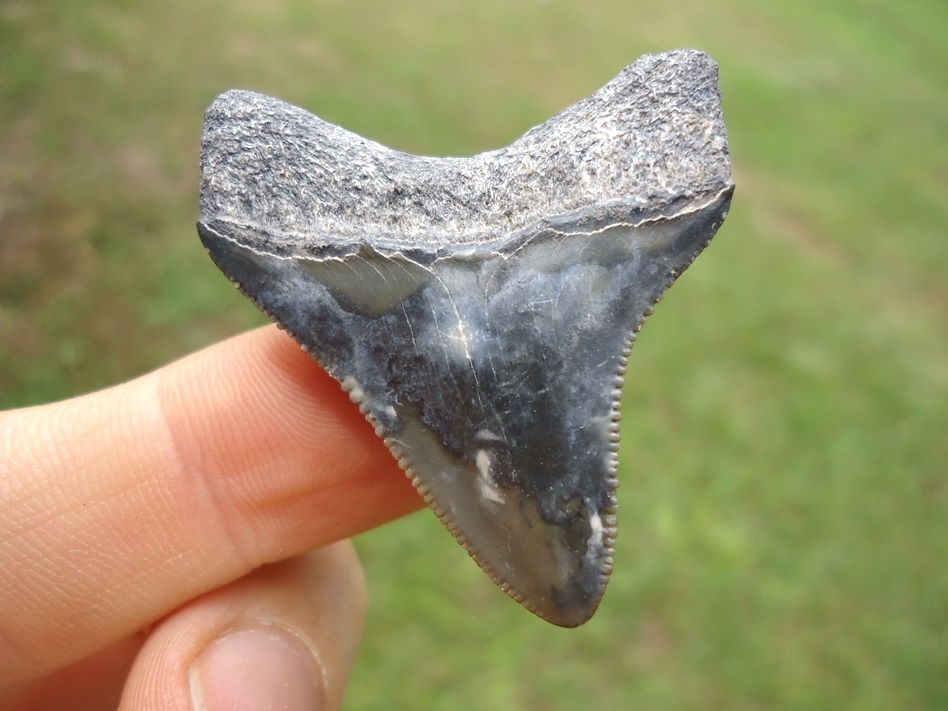 Large image 1 Attractive Megalodon Shark Tooth with Marbled Enamel