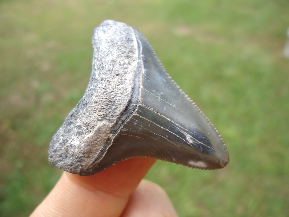 Large image 2 Attractive Megalodon Shark Tooth with Marbled Enamel